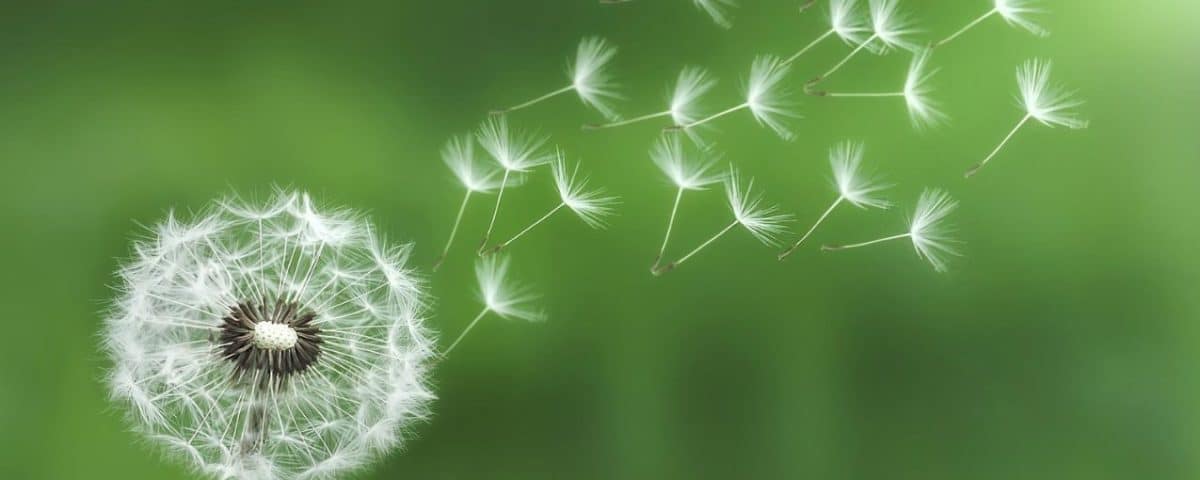 A dandelion releasing its fluffy seeds into the breeze, symbolizing the fleeting nature of life and change.