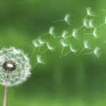 A dandelion releasing its fluffy seeds into the breeze, symbolizing the fleeting nature of life and change.