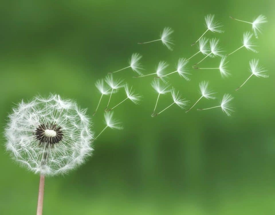 A dandelion releasing its fluffy seeds into the breeze, symbolizing the fleeting nature of life and change.